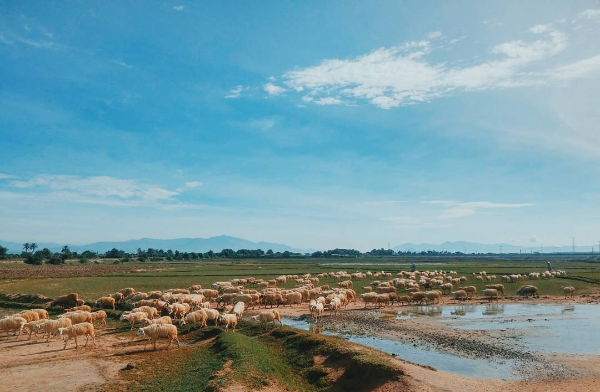 3-cánh-đồng-nuôi-cừu-đẹp-nhất-việt-nam-tây-ninh-24h (10).png