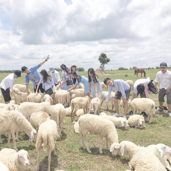 3-cánh-đồng-nuôi-cừu-đẹp-nhất-việt-nam-tây-ninh-24h (4).png