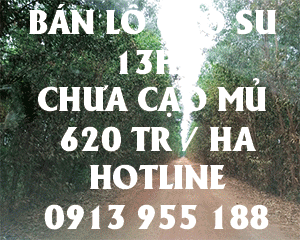 ban-lo-cao-su-13ha-chua-cao-mu-tay-ninh.gif