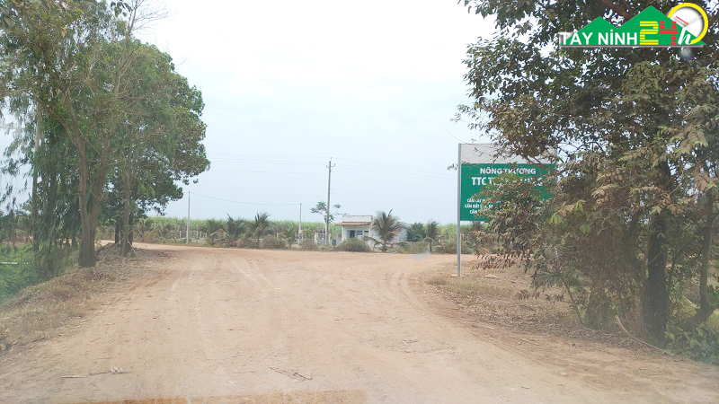 ban-lo-cao-su-13ha-gan-nong-truong-mia-thanh-long-tay-ninh-1.jpg