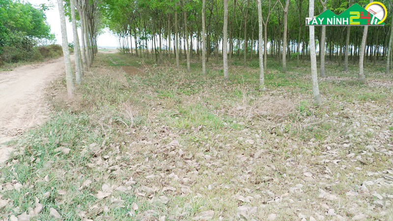 ban-lo-cao-su-13ha-gan-nong-truong-mia-thanh-long-tay-ninh-10.jpg