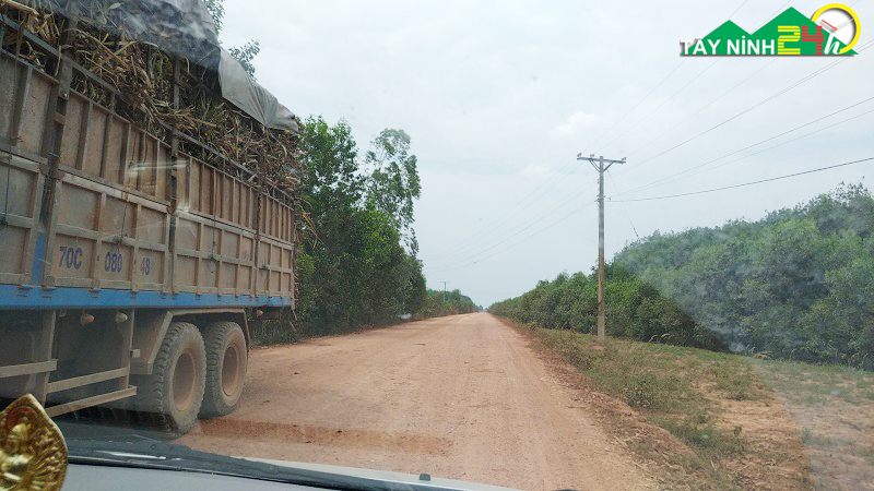 ban-lo-cao-su-13ha-gan-nong-truong-mia-thanh-long-tay-ninh-4.jpg