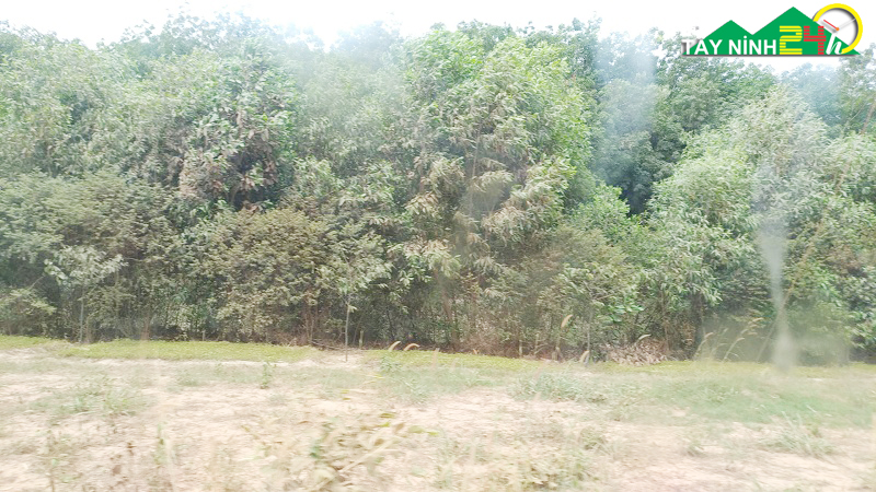 ban-lo-cao-su-13ha-gan-nong-truong-mia-thanh-long-tay-ninh-5.jpg