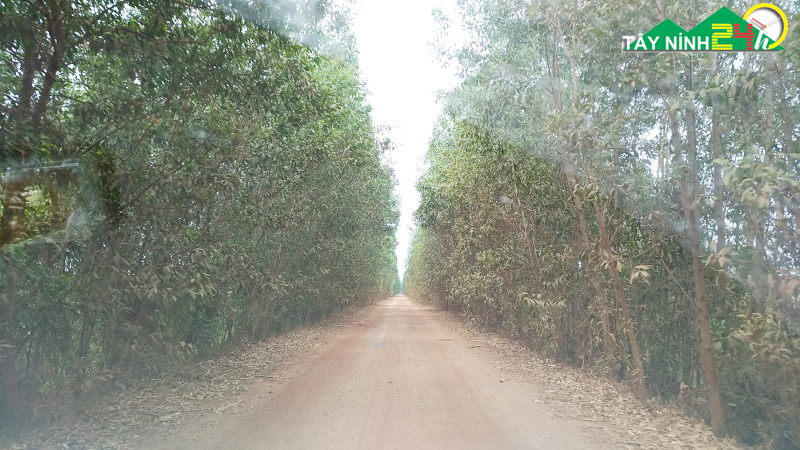 ban-lo-cao-su-13ha-gan-nong-truong-mia-thanh-long-tay-ninh-7.jpg