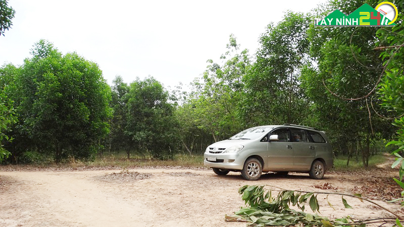 ban-lo-cao-su-17ha-gan-nong-truong-mia-thanh-long-tay-ninh-2.jpg