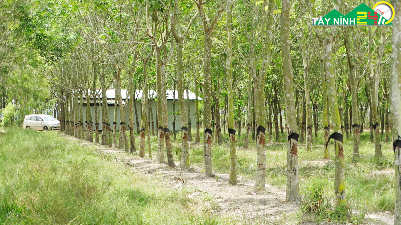 ban-lo-cao-su-17ha-gan-nong-truong-mia-thanh-long-tay-ninh-3.jpg