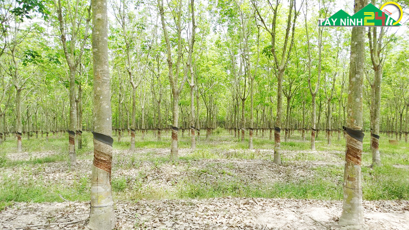 ban-lo-cao-su-17ha-gan-nong-truong-mia-thanh-long-tay-ninh-9.jpg