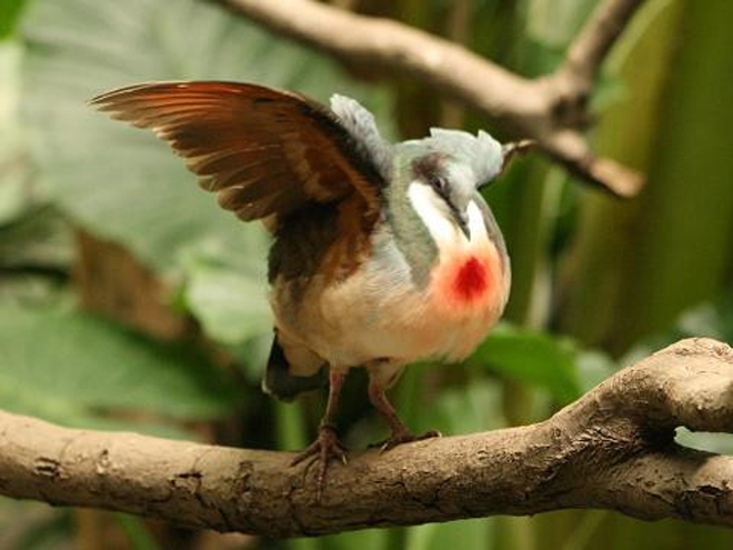bo-cau-mang-biet-danh-trai-tim-ri-mau.jpg