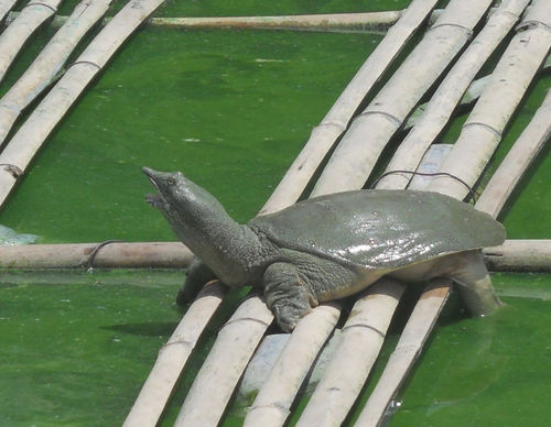 cần-mua-đất-ao-nuôi-baba-tay-ninh-24h.jpg