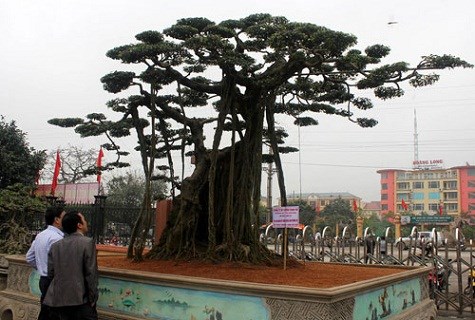 Cay-canh-trieu-do-tây-ninh-24h (7).jpg