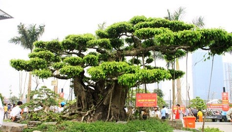 Cay-canh-trieu-do-tây-ninh-24h (8).jpg