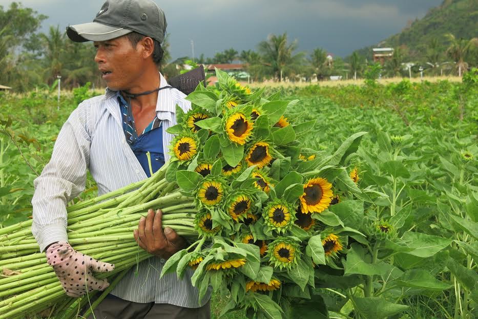 huong duong_3.jpg